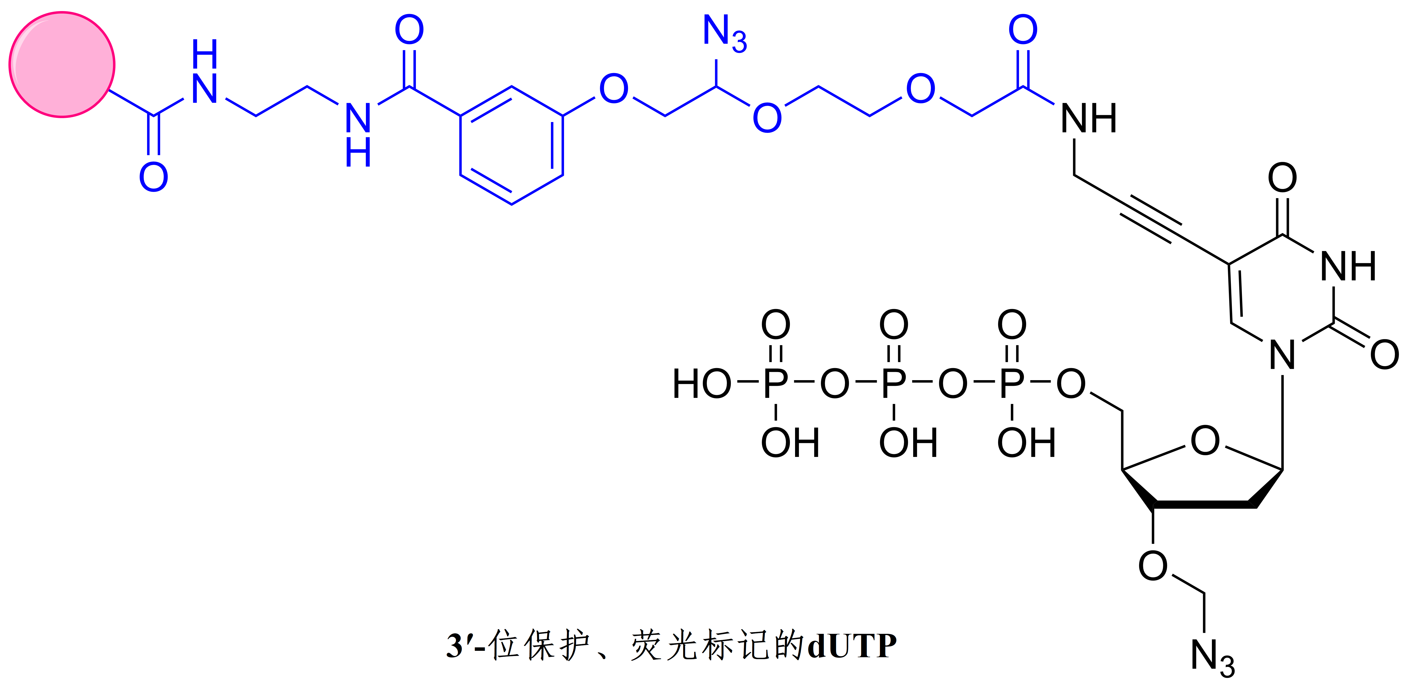 3ʹ-blocked, fluorescently labeled dUTP
